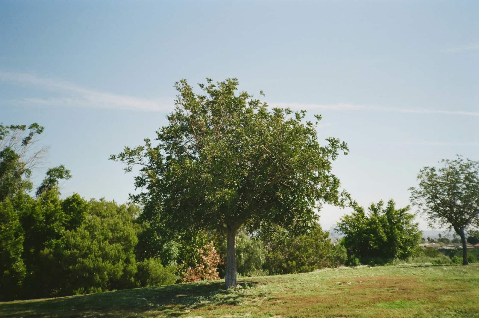 Landscaping and hardscapes